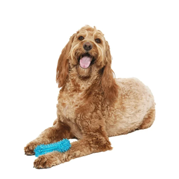 (3 pack) Vibrant Life Fetch Buddy Spiky Blue Bone Dog Toy, Chew Level 3 - Image 2
