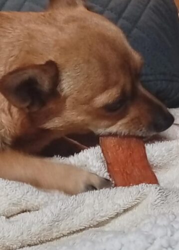 iPaw Sweet Potato Chews, Single Ingredient Dog Treats for Vegetarian photo review