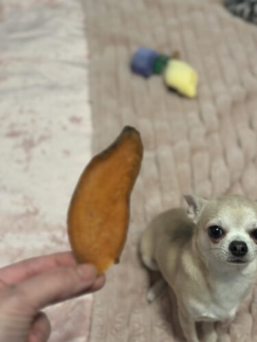 iPaw Sweet Potato Chews, Single Ingredient Dog Treats for Vegetarian photo review